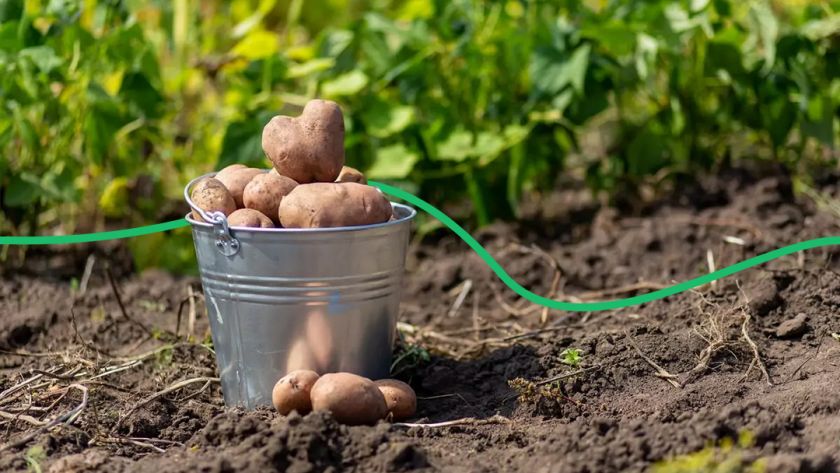 В Україні дорожчає картопля