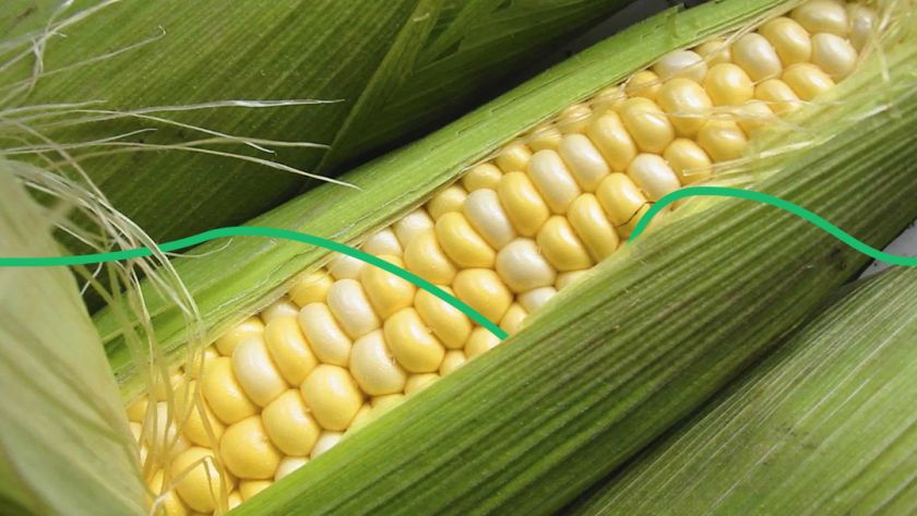 Кількість посівів гібридної кукурудзи в Україні зросте