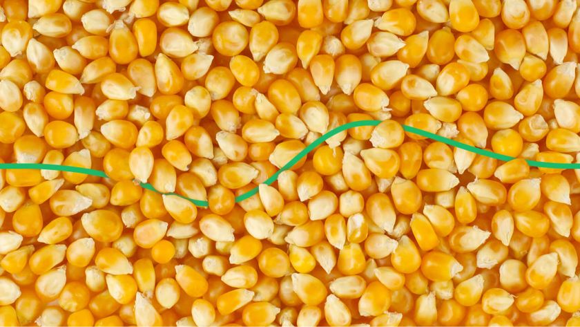 почему растут цены на кукурузу