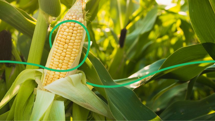 Кукуруза прибавила в цене из-за опасений по объему нового урожая