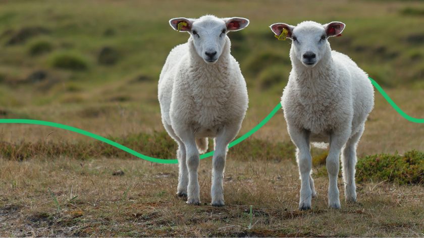 Породи овець для розведення обирають на початку осені