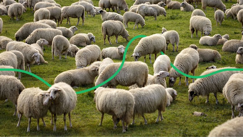 Породи овець для розведення обирають на початку осені