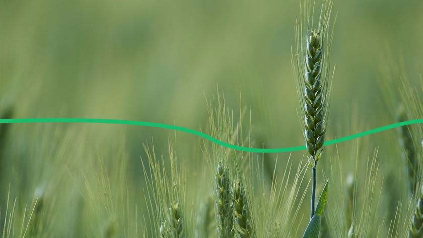Вартість української пшениці більша, ніж вирощеної в ЄС Mizez.com