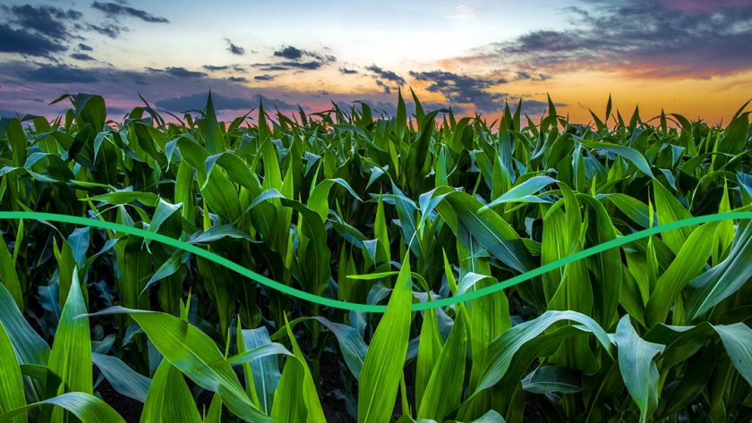 Вирощувати кукурудзу на насіння набагато вигідніше