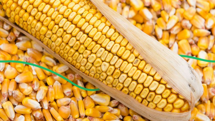 Вирощувати кукурудзу на насіння набагато вигідніше