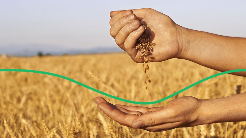 Украинские производители пшеницы приостановили продажу своего товара