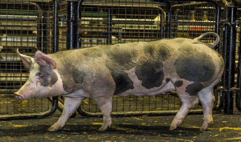 Свиньи породы пьетрен: характеристика породы, разведение, уход и питание