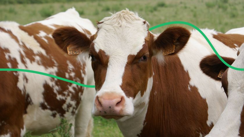Породи корів, які приносять найбільше молока