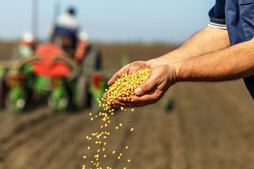 ФАО кукурузы: на что влияет и как выбирать? Mizez.com