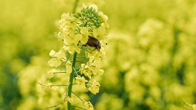 Инсектицидная защита посевов рапса озимого и садов во время цветения  Mizez.com