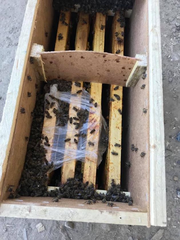 8 мільйонів бджіл відправили Укрпоштою із Закарпаття. Вони загинули. Mizez.com
