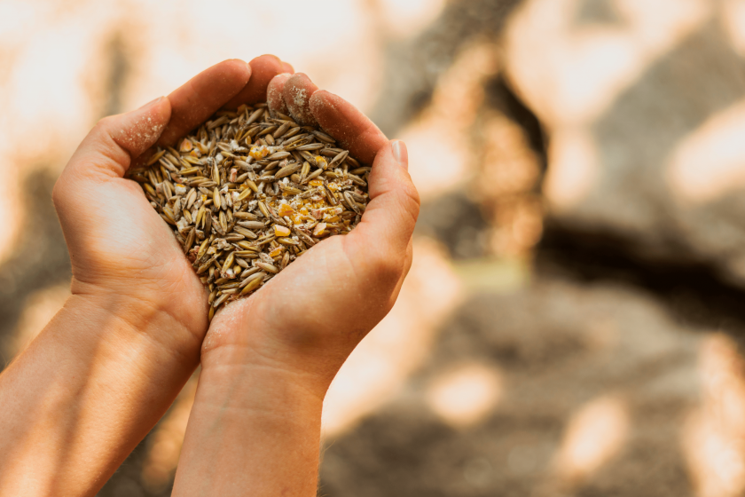 Glory to hands with smell of bread: the realities of wheat growing Mizez