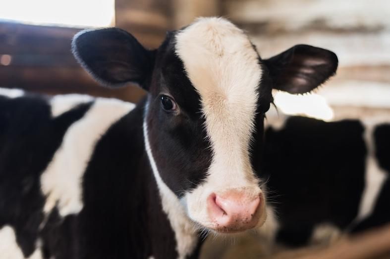 Правительство планирует выделить по 5 тыс. грн на корову Mizez