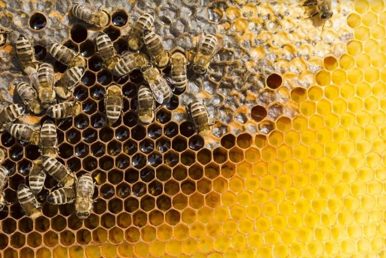 Помните про пчёл, защищая рапс от вредителей! Mizez