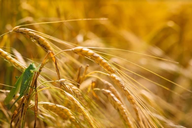 У США запатентували метод біоконтролю шкідників пшениці | MIZEZ