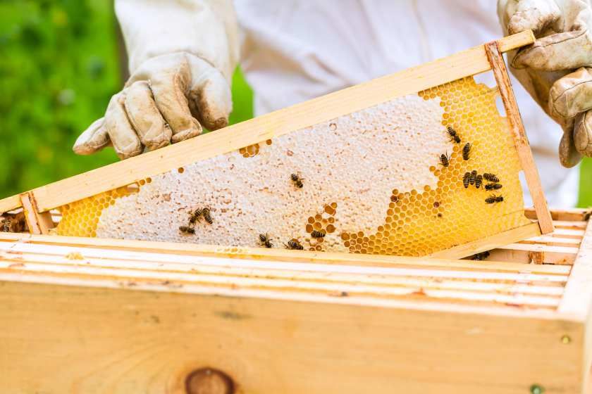 бджільництво