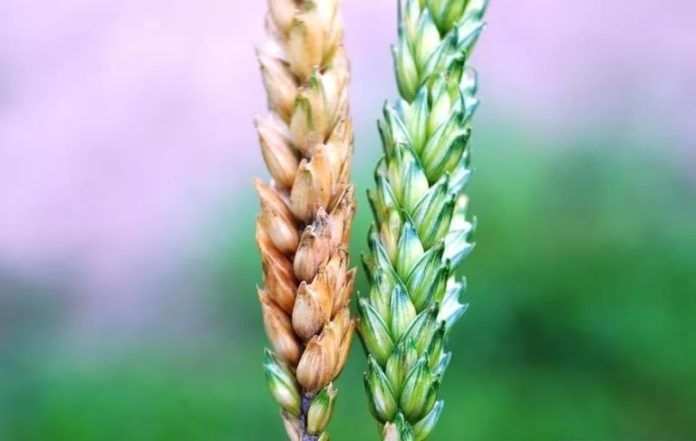 заболевания пшеницы