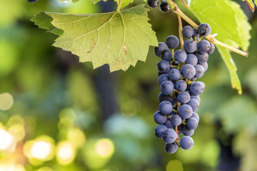 плодородие винограда