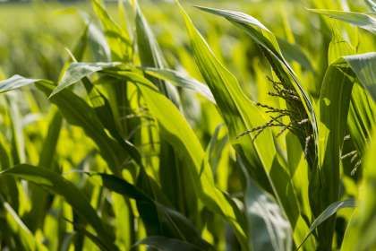 Посев кукурузы: что следует помнить