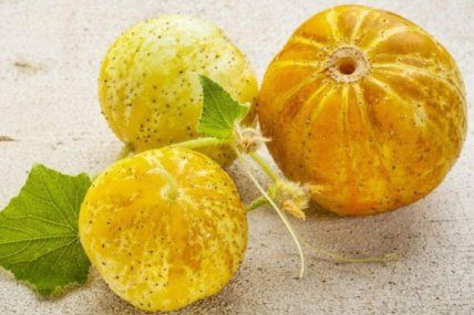 Лимонний огірок: як виростити екзотичну культуру | MIZEZ