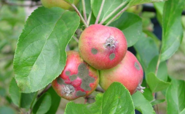Как избавиться от парши на яблонях