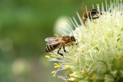 Бджоли рятують урожай Херсонщини від заморозків