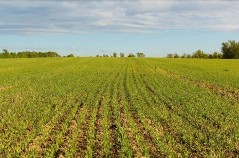 Как противостоять без пестицидов сорнякам озимой пшеницы | MIZEZ