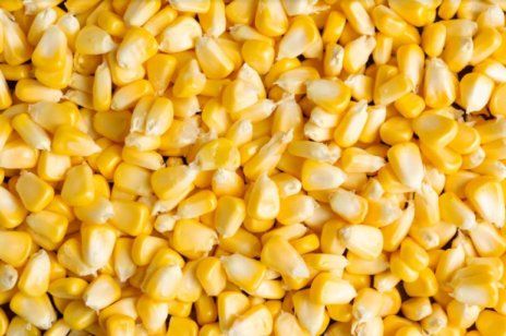 Украинская кукуруза продолжает падать в цене | MIZEZ