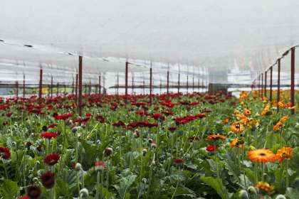 Карантинные убытки цветочной отрасли на Закарпатье