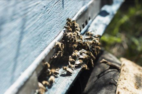 От чего на самом деле гибнут пчелы | MIZEZ