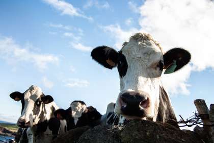Какая связь между субсидиями и мясоперерабатывающей отраслью?
