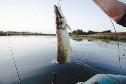 В водоёмах Украины исчезает рыба