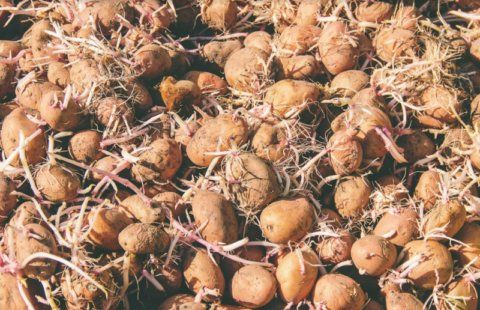 Советы, которые помогут получить урожай картофеля уже в июне | MIZEZ
