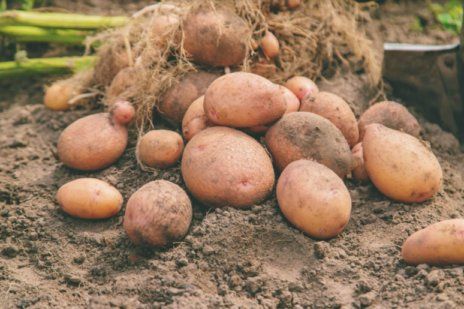 Особенности сортового картофеля: Фламенко, Челенджер, Коломба