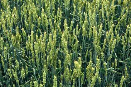 Догляд за озимою пшеницею у травні