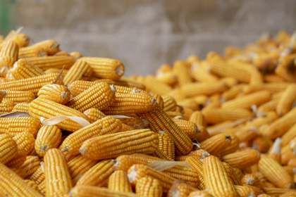 Ціни на кукурудзу знижуються через пандемію