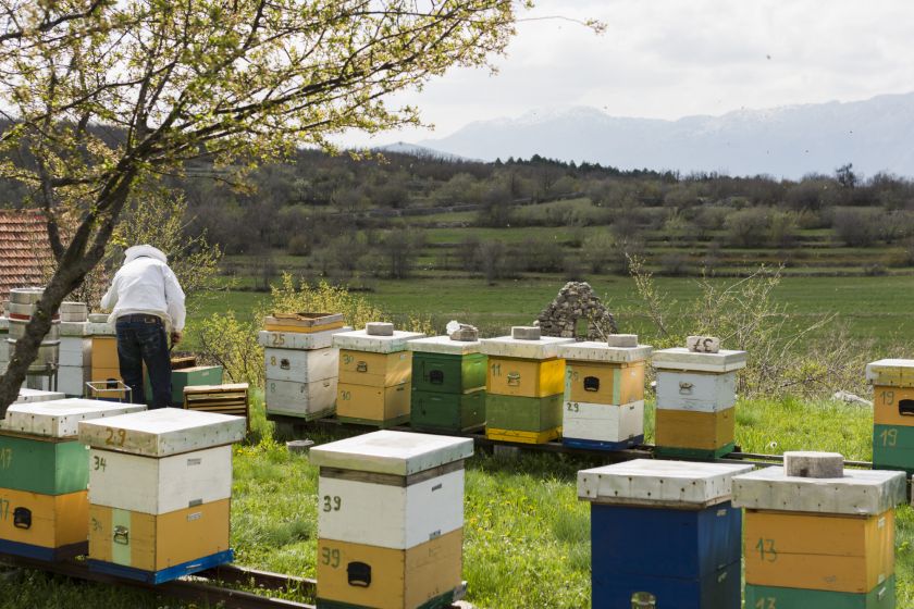 Медові ріки, молочні береги: проблеми та досягнення українського бджолярства