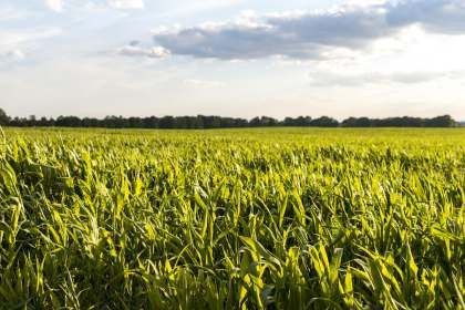 Що впливає на врожай кукурудзи?