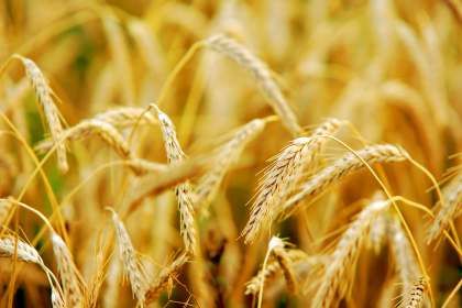 ФАО: пшениця — стратегічний продукт