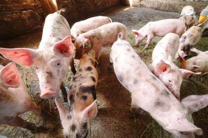 Африканська чума свиней: поширення захворювання сповільнюється