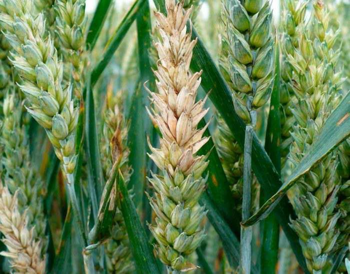 Хвороби та шкідники пшениці: що повинен знати кожен аграрій