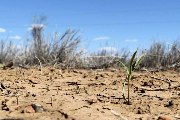 Жахлива посуха в Чехії: країна страждає від нестачі вологи