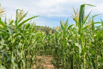Невиповнене насіння кукурудзи: що робити