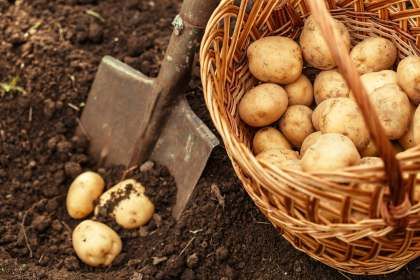 Как получить два урожая картофеля за год?
