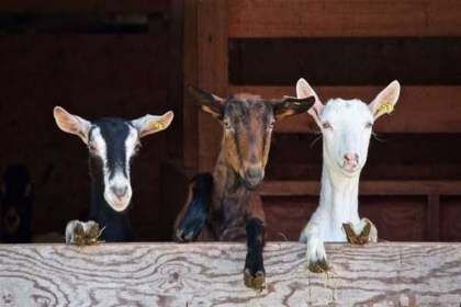 Унікальне хобі: фермер з Одещини розводить породистих безрогих кіз