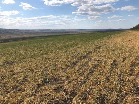 В Одеській області найсильніша посуха з 1947 року