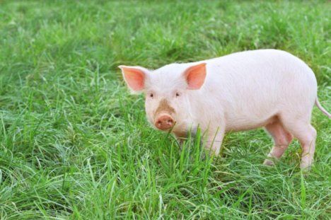 Почему важна биозащита свиноферм? | MIZEZ