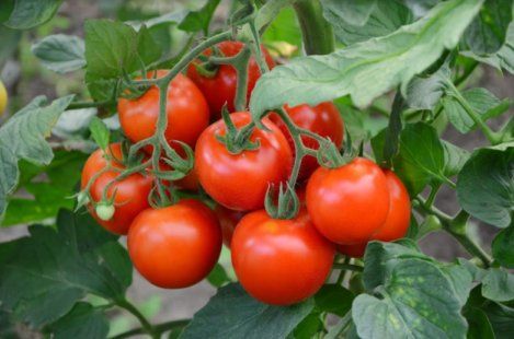 Оптимальні умови для вирощування помідорів | MIZEZ