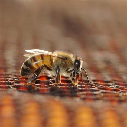 Що робити пасічнику в разі отруєння бджіл?