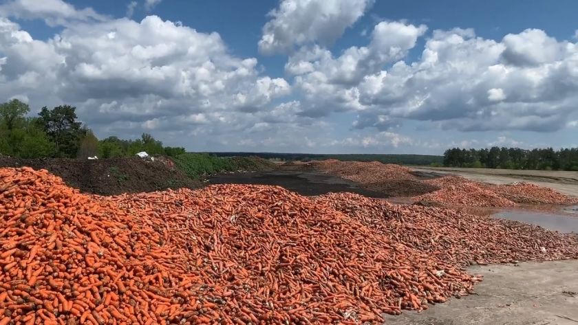 Через банкрутство фермер викинув тонни моркви на смітник